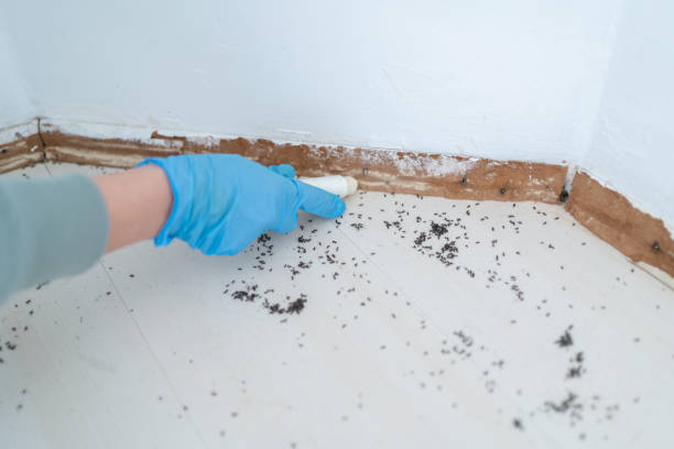 Wasp Removal Services in Whitley City, KY